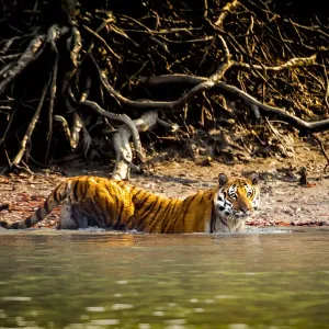 Male Bengal tiger (Panthera tigris tigris) walking in river, Sundarbans, India, 2017 Male Bengal tiger (Panthera tigris tigris) walking in river, Sundarbans, India, 2017