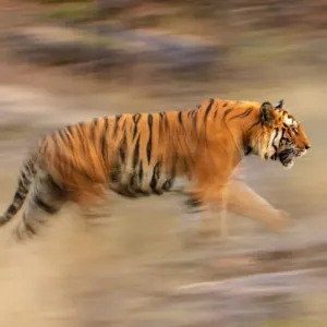 Male Bengal Tiger Print - Sundar Running in Bandhavgarh National Park Male Bengal Tiger Print - Sundar Running in Bandhavgarh National Park