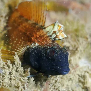 Male Black faced blenny (Tripterygion delaisi), part of a sequence showing colour change