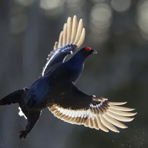 Male Black grouse (Tetrao / Lyrurus tetrix) in flight. Kuusamo, Finland, April