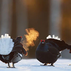 Two male Black grouse (Tetrao / Lyrurus tetrix) confronting eachother at lek