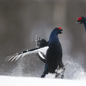 Two male Black grouse (Tetrao / Lyrurus tetrix) fighting at lek. Kuusamo, Finland, April