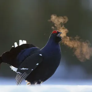 Male Black grouse (Tetrao / Lyrurus tetrix) calling at lek Male Black grouse (Tetrao / Lyrurus tetrix) calling at lek