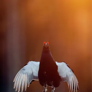 Male Black grouse (Tetrao / Lyrurus tetrix) displaying at lek. Kuusamo, Finland, April Male Black grouse (Tetrao / Lyrurus tetrix) displaying at lek. Kuusamo, Finland, April