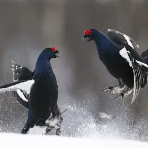 Two male Black grouse (Tetrao / Lyrurus tetrix) fighting at lek. Kuusamo, Finland, April Two male Black grouse (Tetrao / Lyrurus tetrix) fighting at lek. Kuusamo, Finland, April