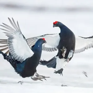 Two male Black grouse (Tetrao / Lyrurus tetrix) fighting at lek. Utajarvi, Finland, April Two male Black grouse (Tetrao / Lyrurus tetrix) fighting at lek. Utajarvi, Finland, April