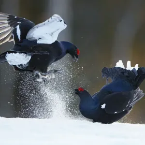 Two male Black grouse (Tetrao / Lyrurus tetrix) fighting at lek. Kuusamo, Finland, April Two male Black grouse (Tetrao / Lyrurus tetrix) fighting at lek. Kuusamo, Finland, April