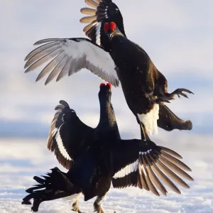 Two male Black grouse (Tetrao / Lyrurus tetrix) fighting at lek. Utajarvi, Finland, April Two male Black grouse (Tetrao / Lyrurus tetrix) fighting at lek. Utajarvi, Finland, April