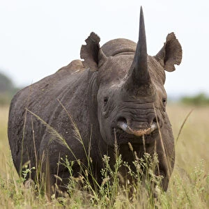 Male Black rhinoceros (Diceros bicornis), Phinda Private Game Reserve, Kwazulu Natal