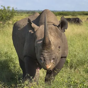 Male Black rhinoceros Print, Phinda Private Game Reserve Male Black rhinoceros Print, Phinda Private Game Reserve