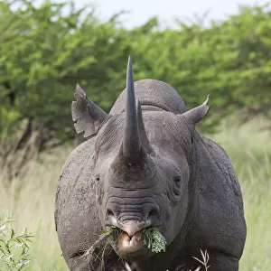 Male Black rhinoceros (Diceros bicornis) feeding on vegetation, Phinda Private Game Reserve