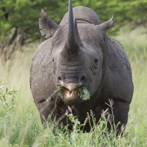 Male Black rhinoceros (Diceros bicornis) feeding on vegetation, Phinda Private Game Reserve Male Black rhinoceros (Diceros bicornis) feeding on vegetation, Phinda Private Game Reserve