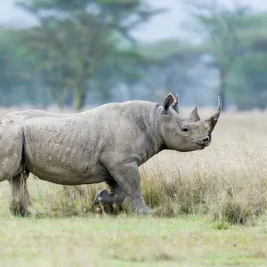 Black Rhino