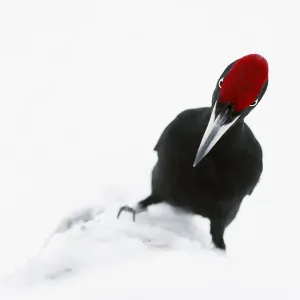 Male Black Woodpecker Print in Snow Male Black Woodpecker Print in Snow