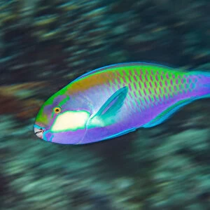 Male Bleekers parrotfish (Chlorurus bleekeri) races across a coral reef as it