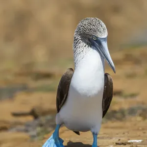 Male Blue-footed booby Print, San Cristobal Island Male Blue-footed booby Print, San Cristobal Island