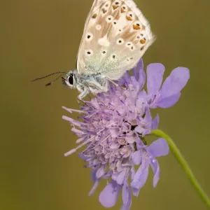 Male chalkhill blue butterfly (Lysandra coridon) with wings closed resting on Devils-bit scabious