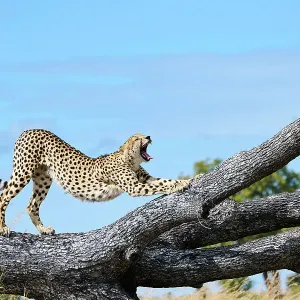 Male Cheetah Print: Okavango Delta, Botswana Male Cheetah Print: Okavango Delta, Botswana