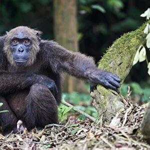 Male Chimpanzee (Pan troglodytes troglodytes) sitting on forest floor