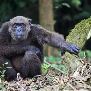 Male Chimpanzee (Pan troglodytes troglodytes) sitting on forest floor Male Chimpanzee (Pan troglodytes troglodytes) sitting on forest floor