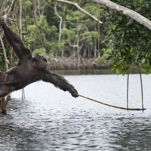 Male Chimpanzee Print: Using a Stick to Retrieve Fallen Fruits Male Chimpanzee Print: Using a Stick to Retrieve Fallen Fruits