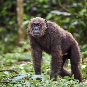 Male Chimpanzee (Pan troglodytes troglodytes) walking in forest Male Chimpanzee (Pan troglodytes troglodytes) walking in forest