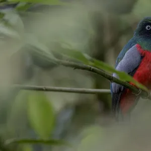 Male Choco trogon (Trogon comptus) perched on branch, Mashpi, Pichincha, Ecuador Male Choco trogon (Trogon comptus) perched on branch, Mashpi, Pichincha, Ecuador