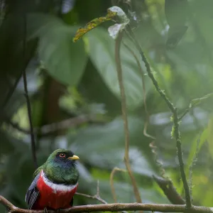 Male Collared trogon (Trogon collaris) perched on twig, Sumaco National Park, Napo