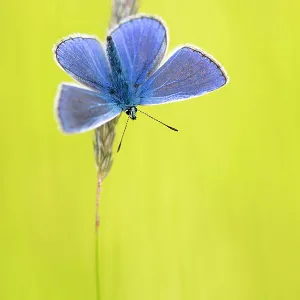 Male common blue butterfly (Polyommatus icarus) basking wings open on grass, Vealand Farm, Devon, UK. June