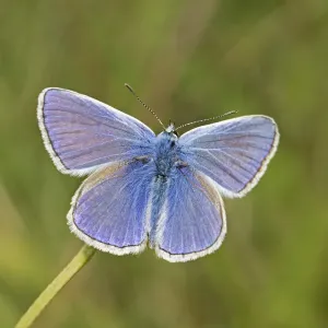Male Common blue butterfly (Polyommatus icarus) Sutcliffe Park Nature Reserve, London Male Common blue butterfly (Polyommatus icarus) Sutcliffe Park Nature Reserve, London