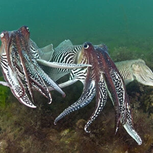 Two male Common cuttlefish (Sepia officinalis) compete for a female (on right) during courtship