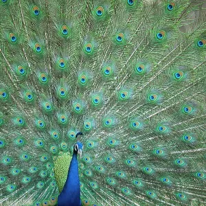Male Common peafowl Print displaying vibrant feathers Male Common peafowl Print displaying vibrant feathers