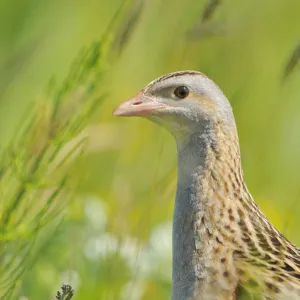 Male Corncrake (Crex crex) South Uist, Outer Hebrides, Scotland, UK, June