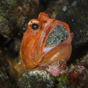 Male Dendtric jawfish (Opistognathus dendriticus) with incubating eggs in his mouth, Dampier Strait, Raja Ampat, Indonesia, Pacific Ocean