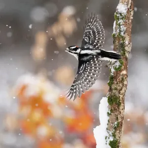Male Downy woodpecker (Picoides pubescens) taking off from moss-covered trunk in winter, with orange foliage in background. Freeville, New York, USA. December. Topaz AI DeNoise and Sharpen applied Male Downy woodpecker (Picoides pubescens) taking off from moss-covered trunk in winter, with orange foliage in background. Freeville, New York, USA. December. Topaz AI DeNoise and Sharpen applied