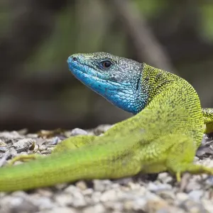 Männlicher europäischer grüner Eidechse (Lacerta viridis), Ostslowakei, Europa, Juni 2009 Männlicher europäischer grüner Eidechse (Lacerta viridis), Ostslowakei, Europa, Juni 2009