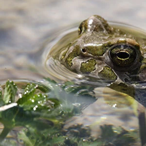 Male European green toad (Bufo viridis) in pond (at 2, 711m) in Adylsu valley, side