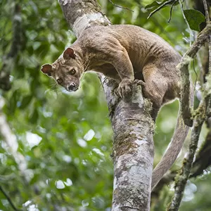 Male Fossa (Cryptoprocta ferox) climbing down tree trunk from forest canopy. Mid-altitude