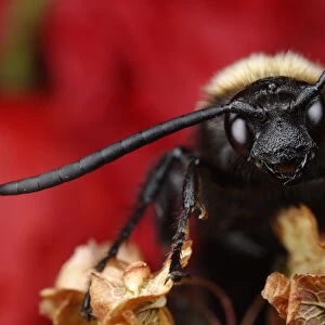 Male Giant / Mammoth wasp (Megascolia flavifrons) close-up of face showing long antennae