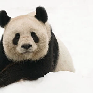 Male Giant panda (Ailuropoda melanoleuca) portrait, lying on snow, approximately 10 years