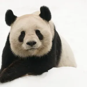 Retrato de panda gigante macho (Ailuropoda melanoleuca), acostado en la nieve, aproximadamente 10 años. Retrato de panda gigante macho (Ailuropoda melanoleuca), acostado en la nieve, aproximadamente 10 años.