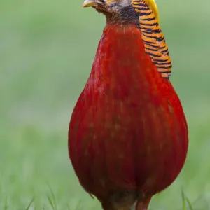 Male Golden Pheasant (Chrysolophus pictus) standing on grass in display plumage Male Golden Pheasant (Chrysolophus pictus) standing on grass in display plumage