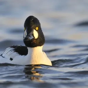 Male Goldeneye (Bucephala clangula), Hogganfield Loch, Glasgow, Scotland, UK, February Male Goldeneye (Bucephala clangula), Hogganfield Loch, Glasgow, Scotland, UK, February