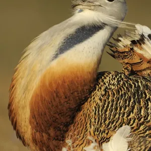 Male Great bustard (Otis tarda) displaying, La Serena, Extremadura, Spain, April 2009 Male Great bustard (Otis tarda) displaying, La Serena, Extremadura, Spain, April 2009