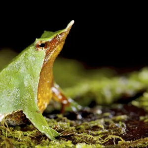 Male green Darwins Frog (Rhinoderma darwinii) with young in vocal pouch, Chile