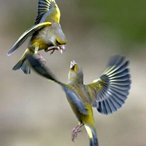 Male Greenfinches (Carduelis chloris) squabbling in flight. Dorset, UK, March