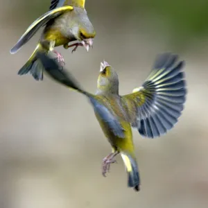 Male Greenfinches (Carduelis chloris) squabbling in flight. Dorset, UK, March