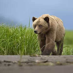Male Grizzly bear (Ursus arctos horribilis), Khutzeymateen Grizzly Bear Sanctuary