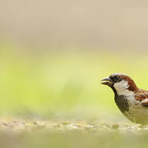 Male House sparrow (Passer domesticus) feeding on the ground, Perthshire, Scotland