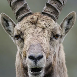 Male Ibex (Capra ibex), Aiguilles Rouges (Red Peaks) National Nature Reserve, Haute-Savoie